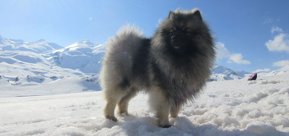 Spitz Alemão Keeshond: Tamanho e Temperamento