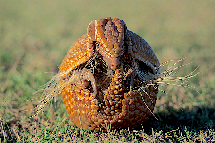 Tatu-Bola: Animal, Características e Fotos: Ele Está em Extinção?