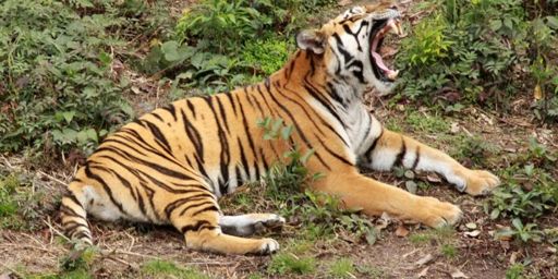 Tigre-Do-Sul-Da-China: Características, Fotos e Nome científico