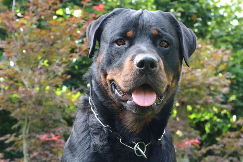 Tipos De Rottweiler: Quais São?