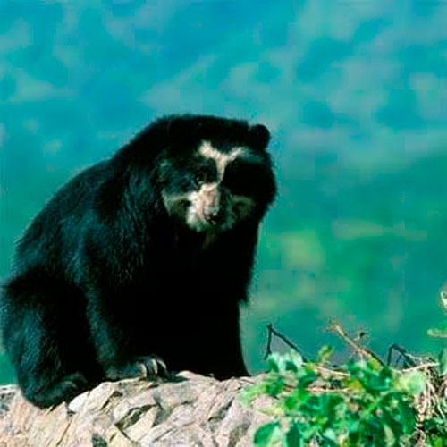 Urso-Andino: Características, Peso, Tamanho, Habitat e Fotos