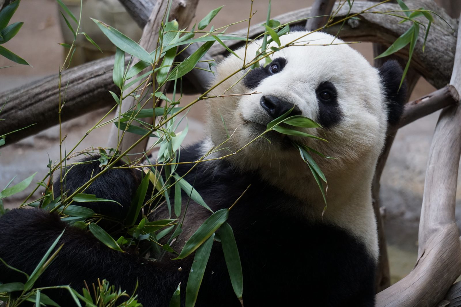 Urso Panda Gigante: Características, Peso, Tamanho, Habitat e Fotos