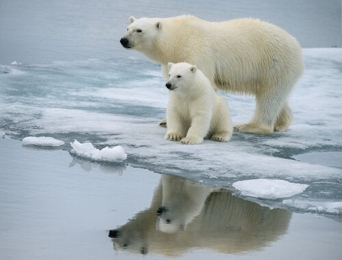 Urso Polar: Curiosidades, Peso, Tamanho, Habitat e Fotos