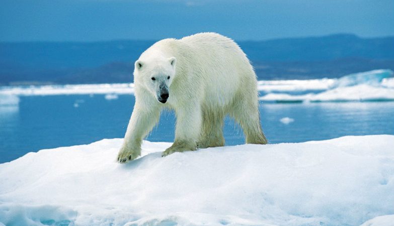 Urso Polar: Filo ou Divisão? Gênero e Reino