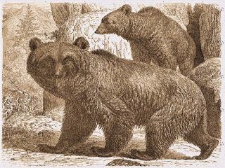 Urso-do-Atlas: Características, Peso, Tamanho, Habitat e Fotos
