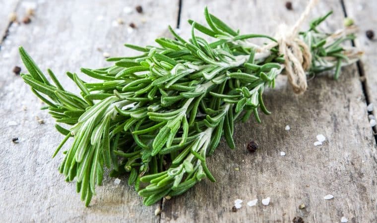 Curiosidades do Alecrim e Fatos Interessantes Sobre a Planta