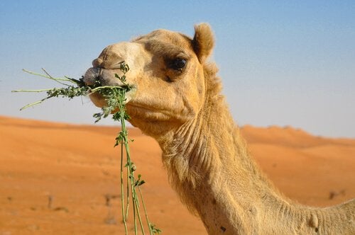 Alimentação do Camelo: o que Eles Comem?