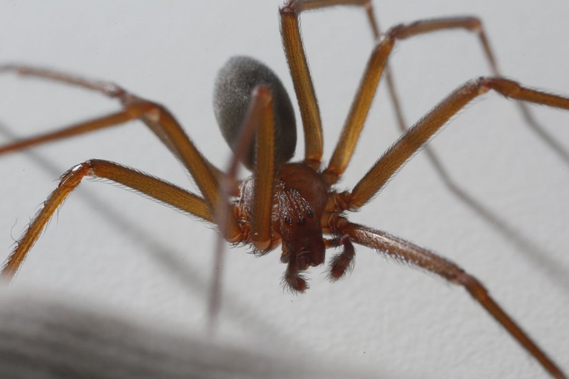 Tipos de Aranha: Lista de Espécies no Brasil e no Mundo