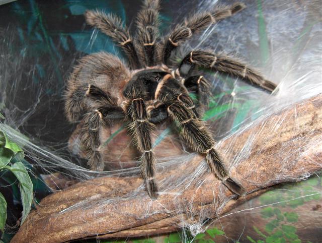Aranha Caranguejeira é Venenosa? Sua Picada é Dolorida?