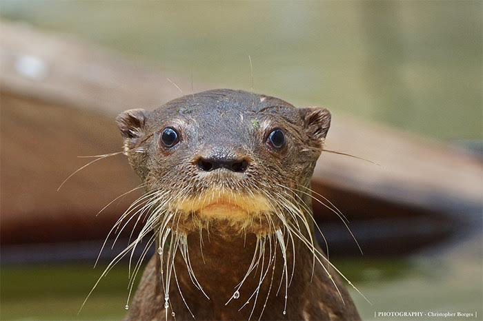 Comportamento da Ariranha, Hábitos e Modo de Vida do Animal