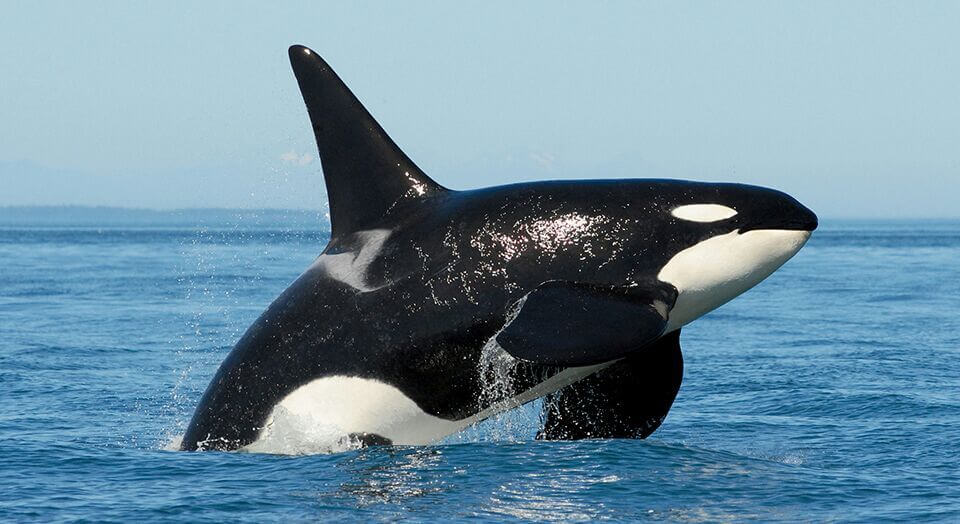 Baleia Orca: Elas Atacam? Curiosidades, Peso, Tamanho e Fotos