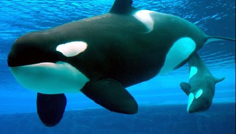 Baleia Esta Em Extinção? Qual o Risco e Perigo Envolvido?