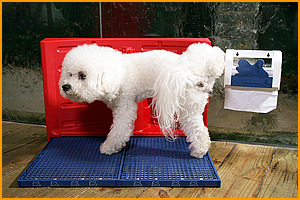 Banheiro Para Cachorro Em Apartamento Com Água: Como Fazer?