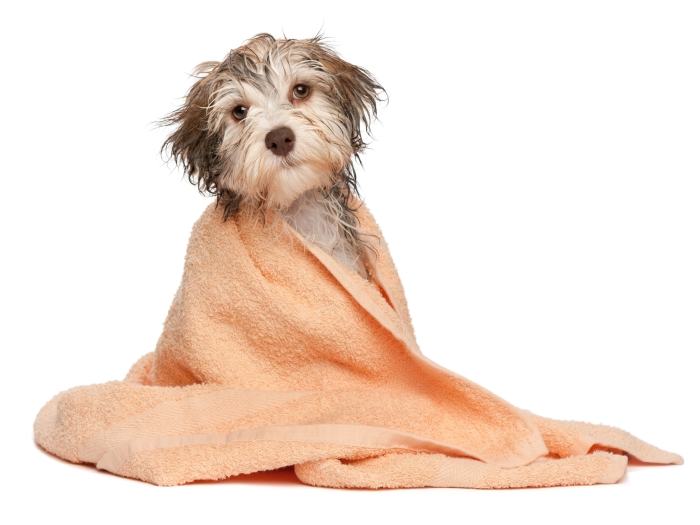 Bicarbonato no Pelo do Cachorro: Para que Serve? Funciona?