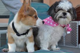 Cachorro Com Ciúmes do Outro. O Que Fazer? Como Resolver?