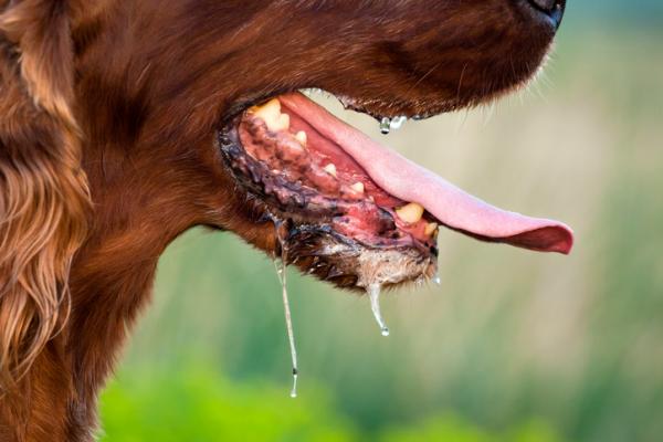 Água Sanitária Faz Mal Para Cachorro? E Querosene? Lysoform?