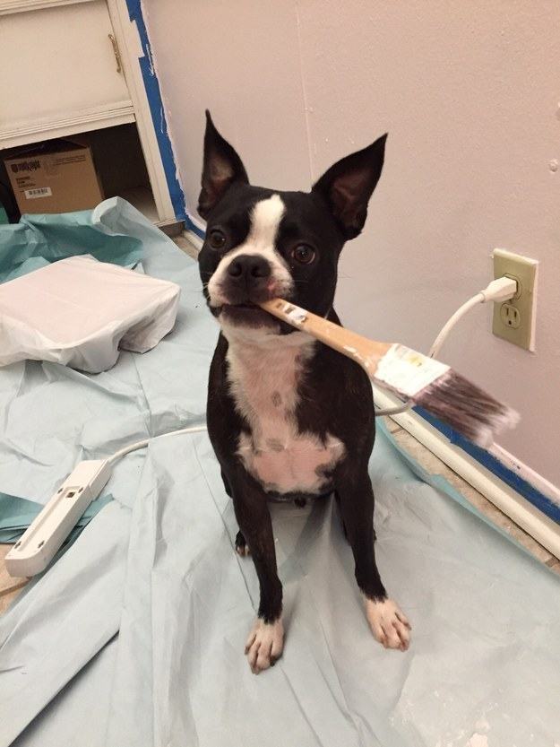 Cheiro De Tinta De Parede Faz Mal Para Cachorro? E Verniz?