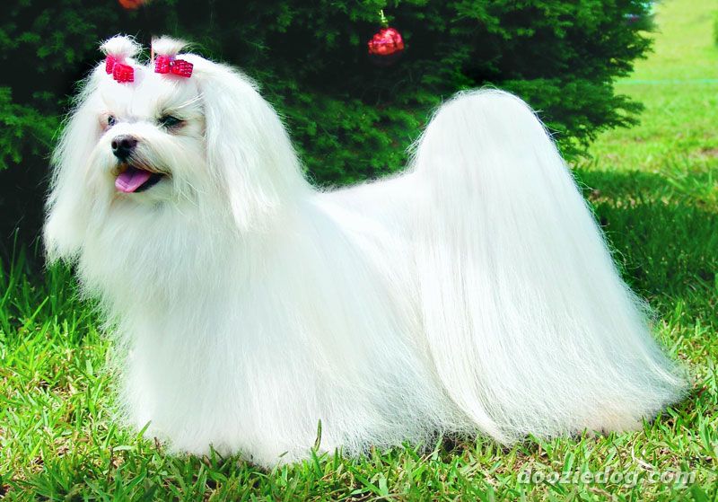 Ciclo de Vida do Cachorro Maltês: Quantos Anos Eles Vivem?