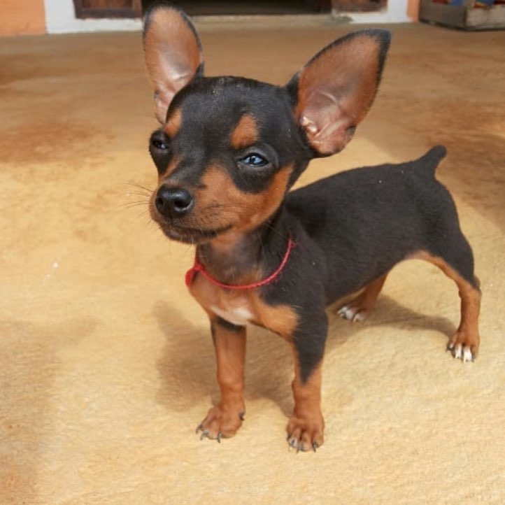 Alimentação do Cachorro Pinscher: O Que Eles Comem?