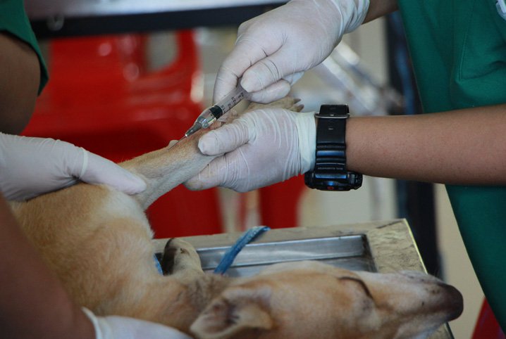 Injeção Para Sarna de Cachorro Funciona? Quais Casos?