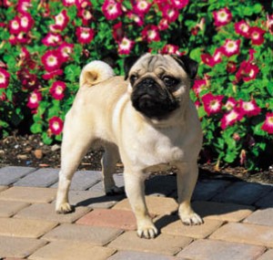 Origem do Cachorro da Raça Pug, História e de Onde Vem o Nome