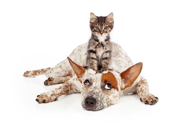 Como Fazer o Gato Aceitar o Cachorro? Como Socializar?