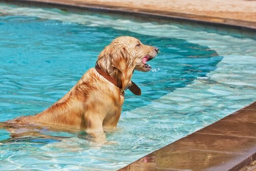 Vinagre Faz Mal Para Cachorro? E Cloro? E Pinho Sol?