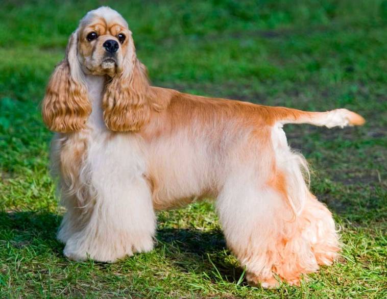 Cocker Spaniel Americano: Caracteristicas, Cores E Fotos