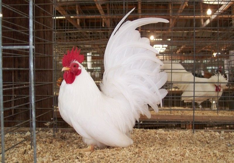 Galinha Bantam Japonês: Características, Ovos, Como Criar e Fotos