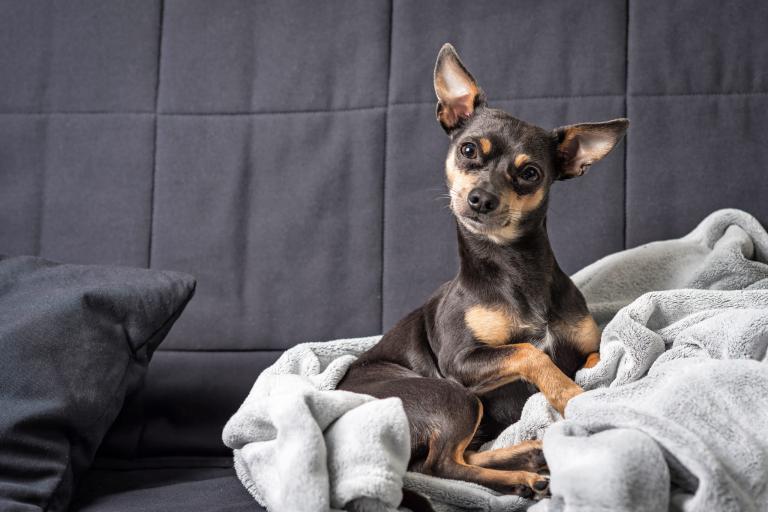Ficha Técnica Do Pinscher: Peso, Tamanho E Nome Cientifico