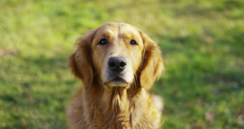 Cão Idoso Pode Cruzar? Até Qual Idade é Recomendável Deixar?