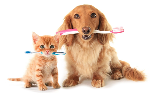 Diferenças e Semelhanças Entre Caninos e Felinos