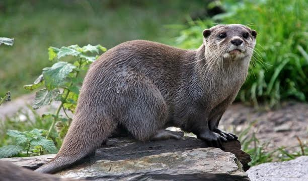 Diferenças e Semelhanças Entre Ariranha e Lontra