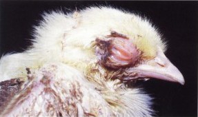 Doenças Mais Comuns Em Galinhas e Como Tratar
