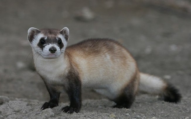 Ferrets Norueguês: é Perigoso? Ele Ataca o Ser Humano?