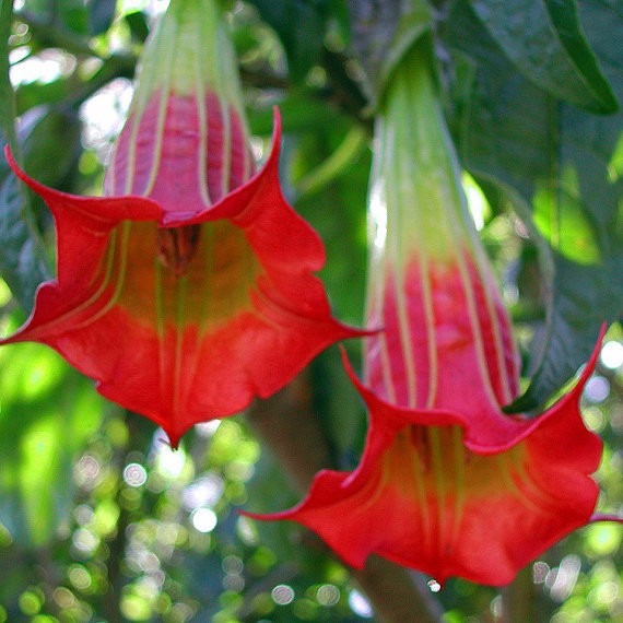 Flor Trombeta de Anjo Branca, Vermelha, Roxa e Rosa Com Fotos