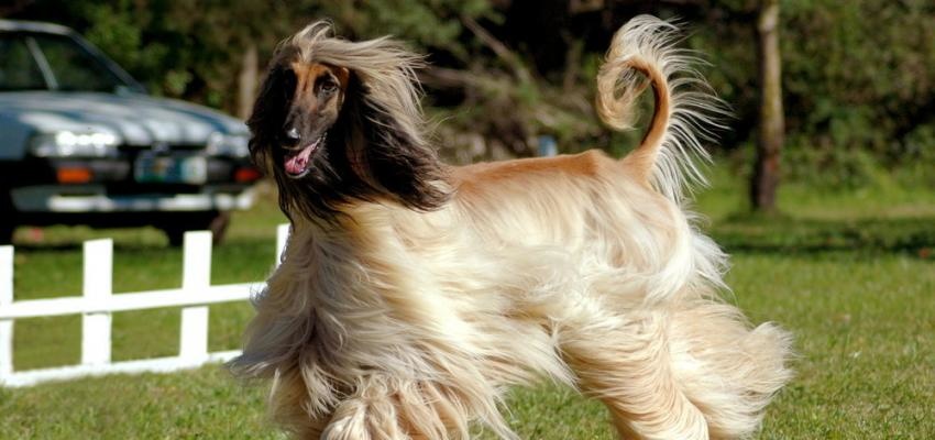 Tudo Sobre O Galgo Afegão: Características, Nome Cientifico E Fotos