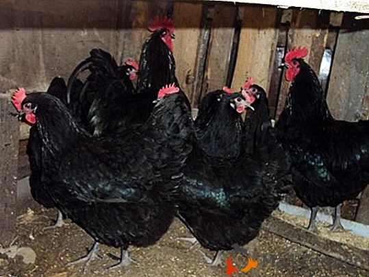 Galinha Australorp: Características, Preço, Ovo, Como Criar e Fotos