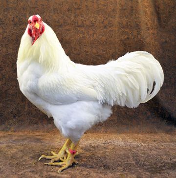 Galinha Chantecler: Características, Ovos, Como Criar e Fotos