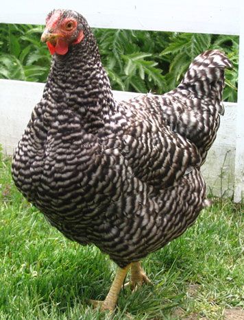 Galinha Dominique: Características, Ovos, Como Criar e Fotos