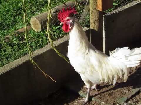 Galinha Legorne: Características, Preço, Ovo, Como Criar e Fotos
