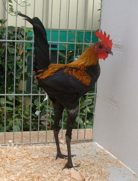 Galinha Modern Game: Características, Ovos, Como Criar e Fotos
