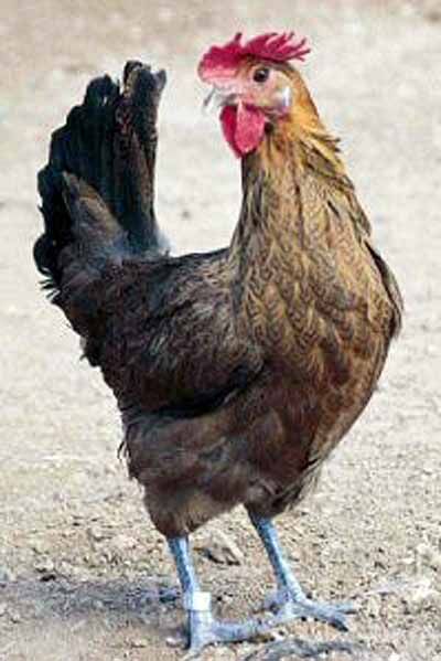 Galinha Penedesenca: Caracteristicas, Ovos, Como Criar e Fotos