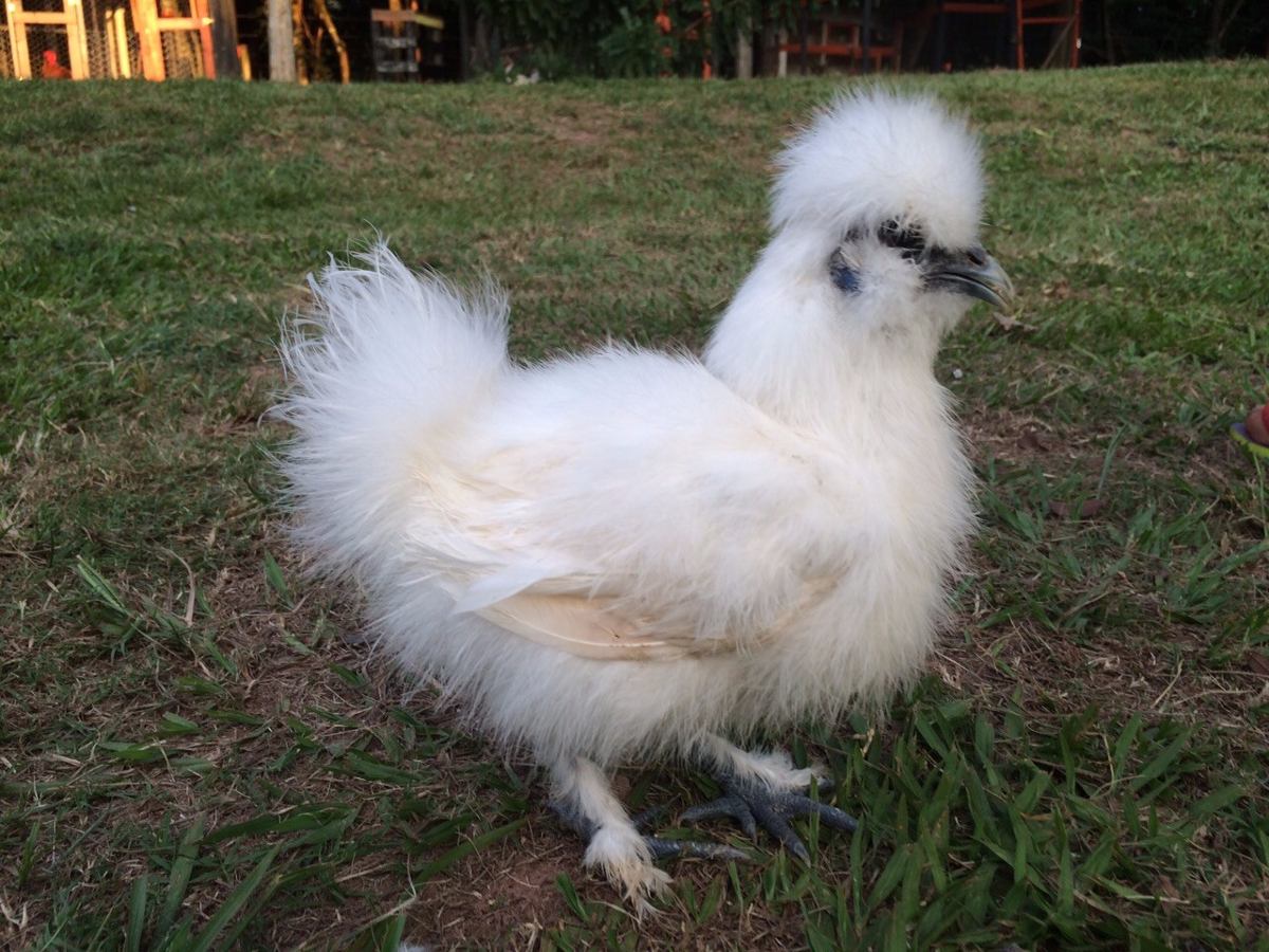 Galinha Sedosa do Japão: Cuidados, Como Criar, Preço e Fotos