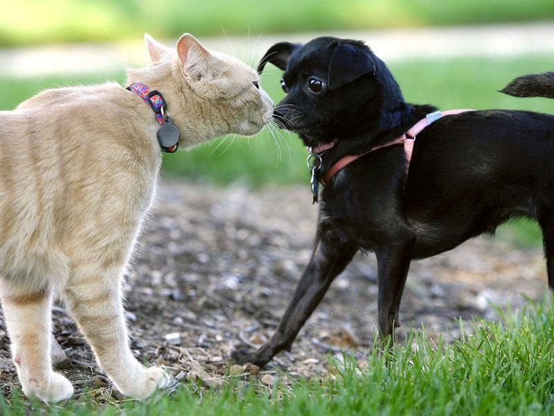 Gato Atacando Cachorro. O Que Fazer? Como Resolver?