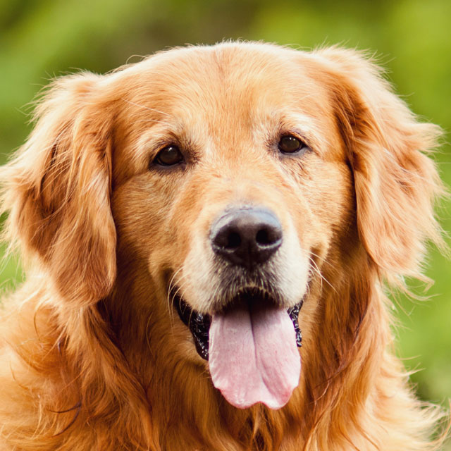 Diferenças Entre Cocker Spaniel, Golden Retriever e Springer