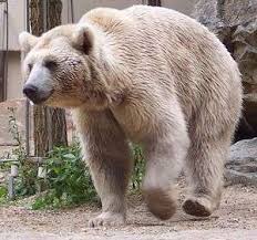 Urso Marsicano: Características, Peso, Tamanho, Onde Vive e Fotos