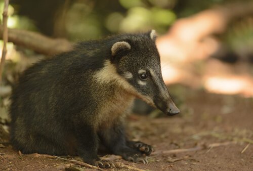 Habitat do Texugo: Onde Eles Vivem?