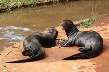 História da Ariranha e Origem do Animal