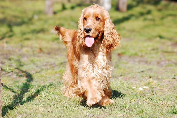 História do Cocker Spaniel e Origem da Raça